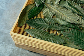 山川薬草研究会 びわの葉茶 *